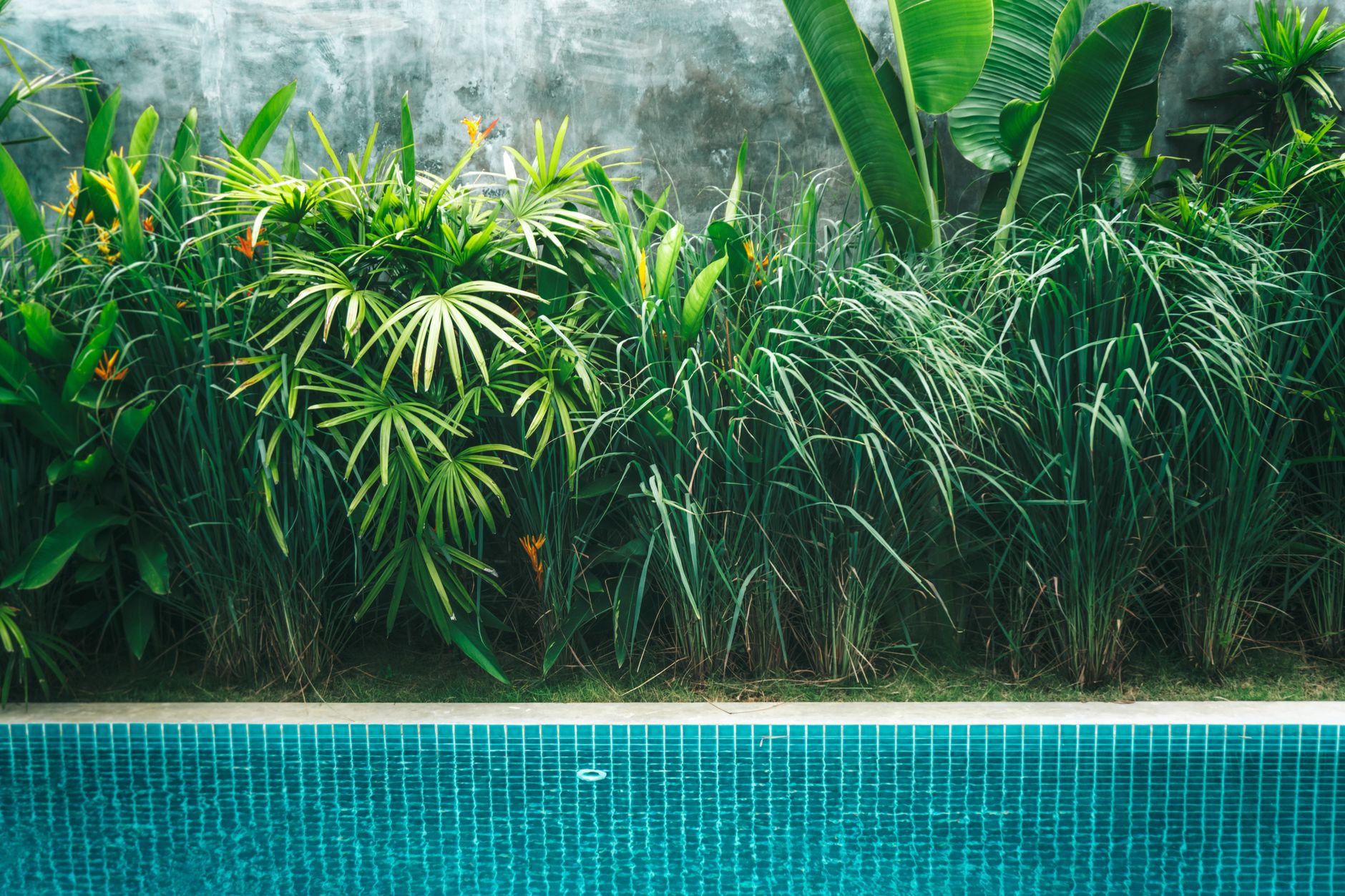 Luxury pool edge with tropical plants and blue mosaic tiles
